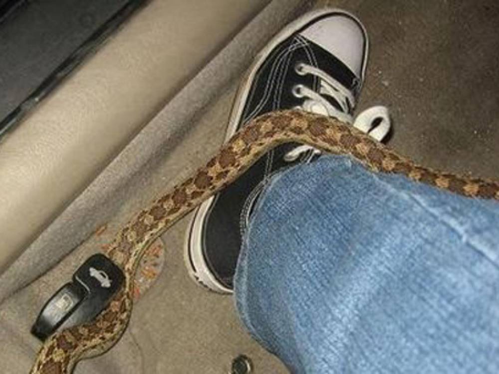 Житель Кривого Рога увидел в собственном авто змею