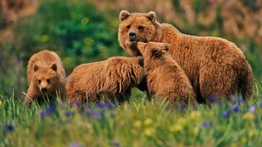 Мама-медведица приучает косолапую малышню лазать по деревьям — видео
