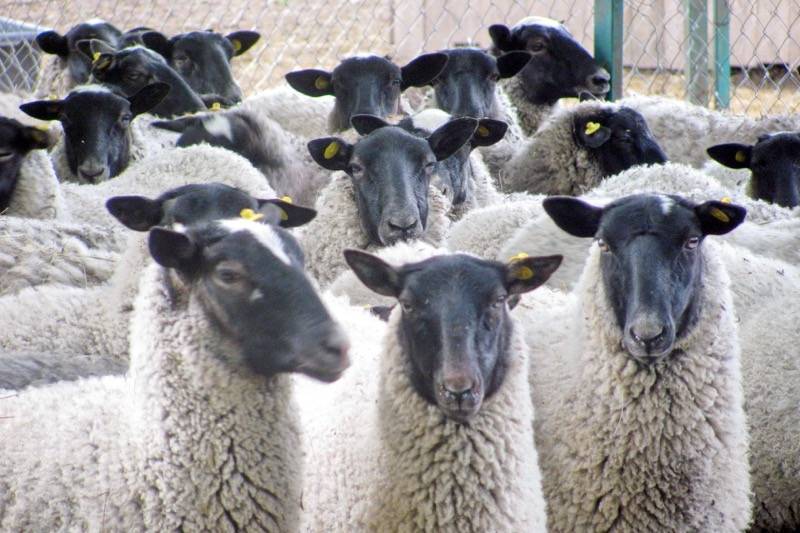 Парню грозит два года колонии за покупку овцы и двух петухов