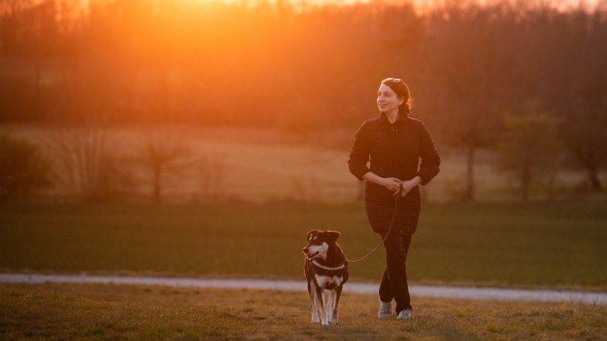 Как правильно выходить из самоизоляции владельцам собак? — советы кинологов