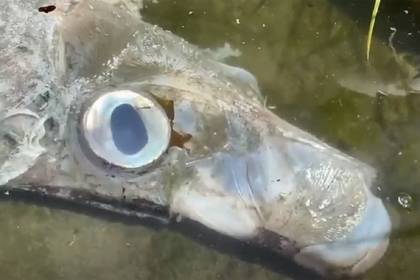 Загадочное существо с пугающе огромными глазами оказалась лососевым королем