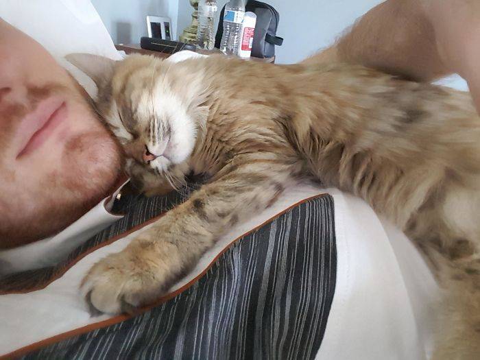 Нежные чувства: коты умильно обнимали котят, и приходили будить хозяев утром