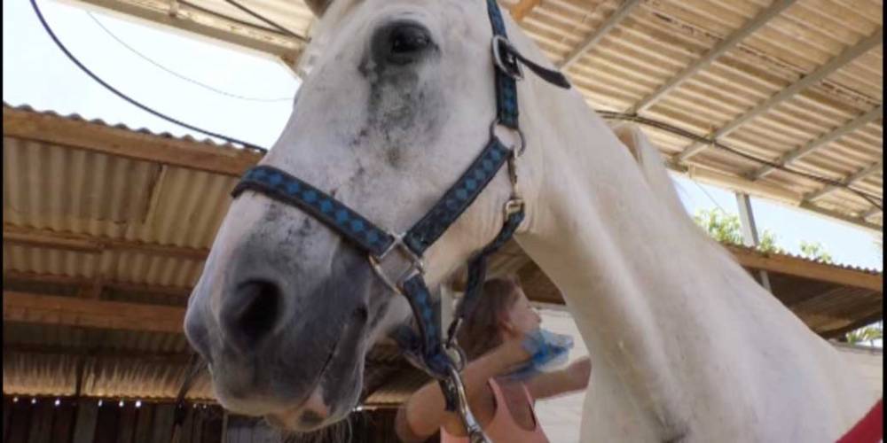 Приют для пострадавших от рук человека лошадей работает в Израиле
