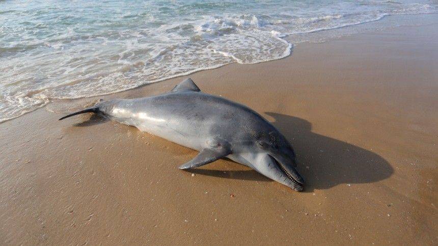 Около 300 дельфинов погибло за последние месяцы на Черном море