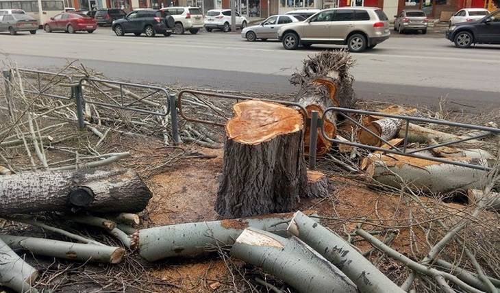 В Саратове массово уничтожают деревья