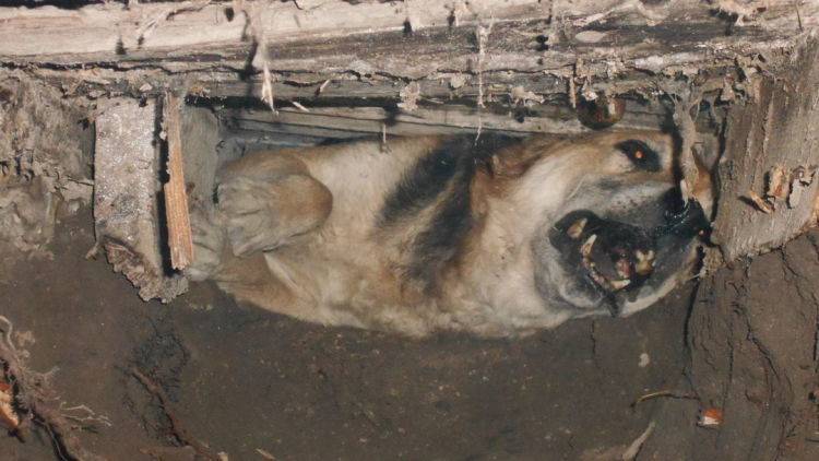Чудесное спасение: МЧСники Крыма вызволили застрявшего в ливневке пса