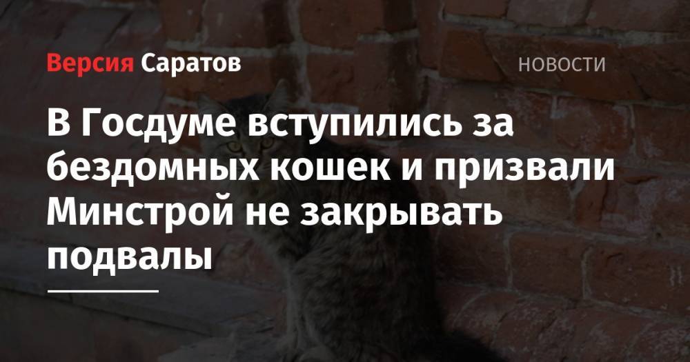 В Госдуме вступились за бездомных кошек и призвали Минстрой не закрывать подвалы