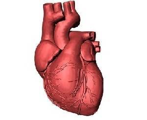 Доктора показали, что «COVID-19» делает с человеческим сердцем