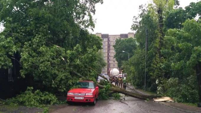 В Петербурге и Ленобласти Непогода повалила деревья на машины