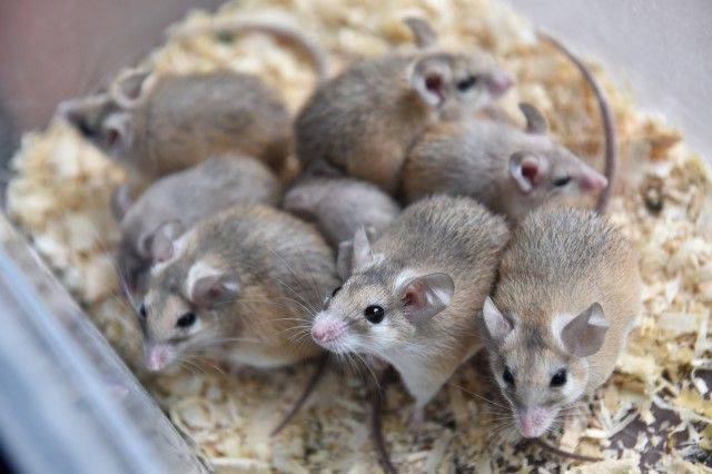 В Башкирии выросла заболеваемость «мышиной лихорадкой»
