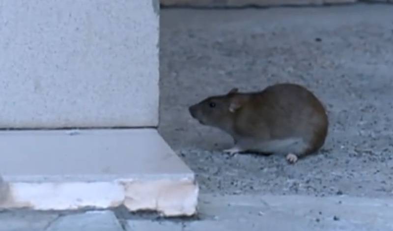 В Тюмени крысы атаковали элитный жилой дом