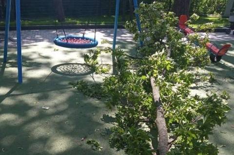 В Харькове на детской площадке часть дерева упало на девочку