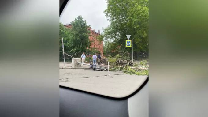 Дерево повалило светофор и забор на Васильевском острове