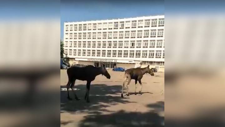 В Москву пришла пара лосей