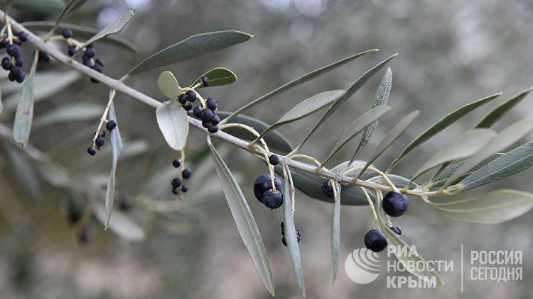 В Крыму высадят первую в России тепличную оливковую рощу