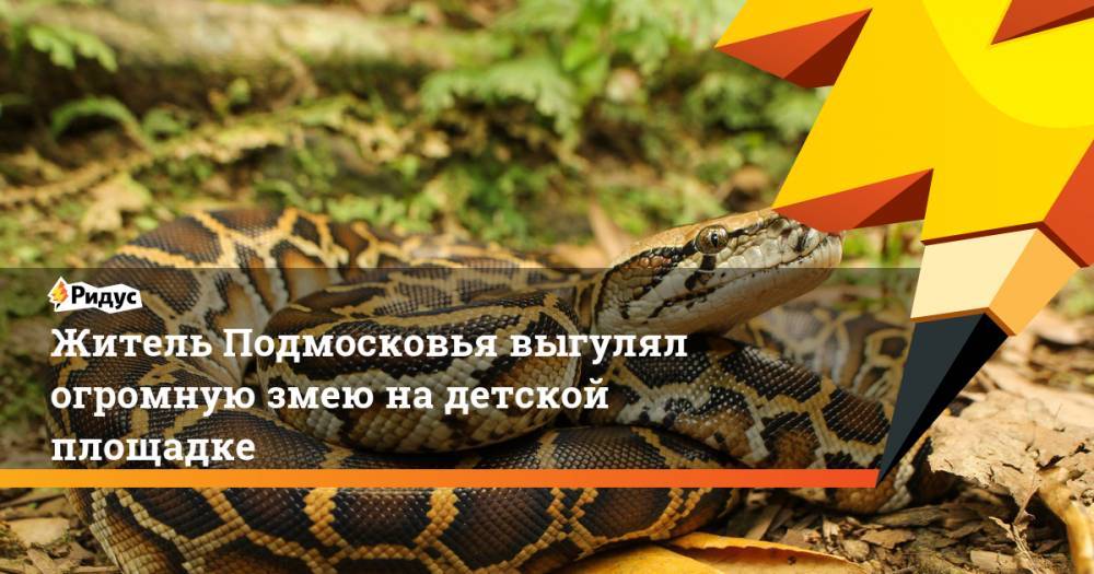 Жиель Подмосковья выгулял огромную змею на детской площадке