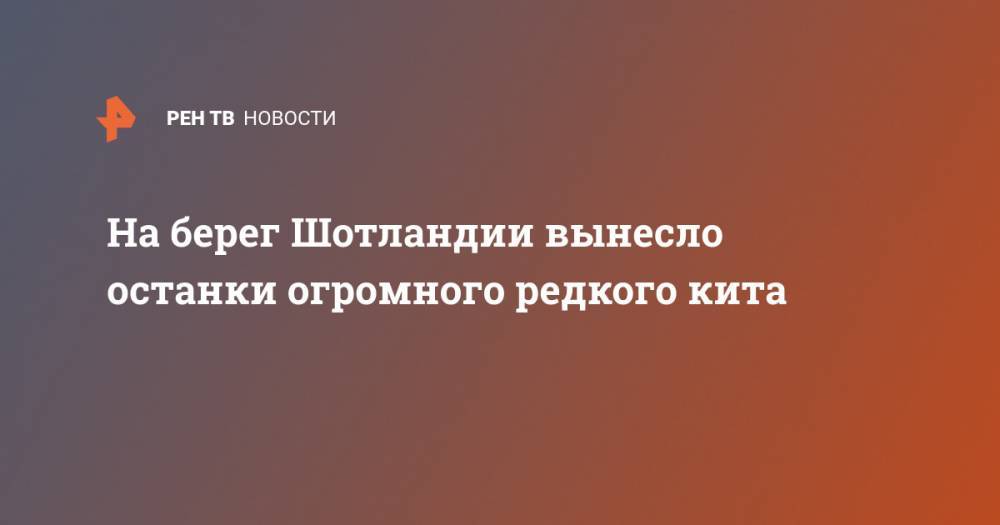 На берег Шотландии вынесло останки огромного редкого кита