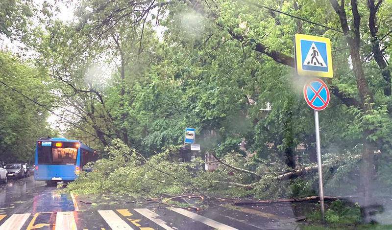 Во время грозы в Москве сильный ветер повалил деревья