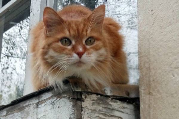 В Госдуме Минстрой попросили не закрывать подвалы от кошек
