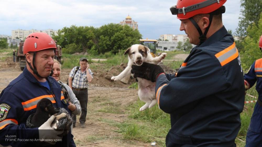 Сотрудники МЧС спасли четверых бездомных щенков от страшной смерти