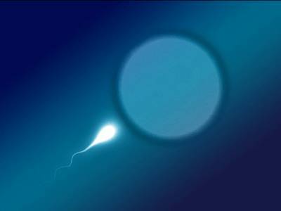 Ученые доказали, что яйцеклетки предпочитают сперматозоиды определенных мужчин