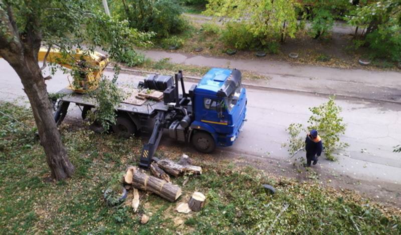 В Тюмени строители остановили вырубку сотен деревьев у детского сада
