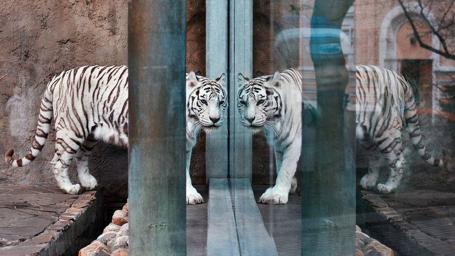 Московский зоопарк открывается для гостей
