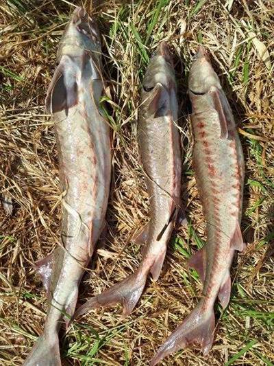 В Сургуте сотрудники МВД поймали браконьера, вылавливающего краснокнижных рыб