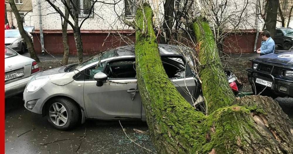 Ветер в Москве повалил 37 деревьев