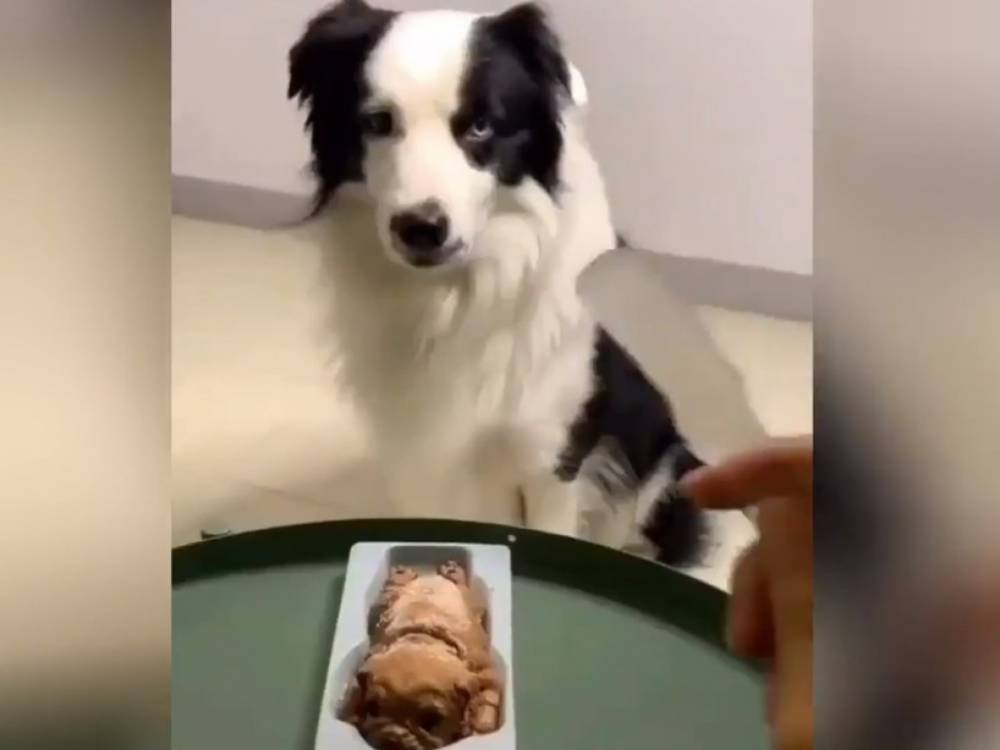 «Бедная собачка»: женщина ела десерт в виде щенка и напугала домашнего пса