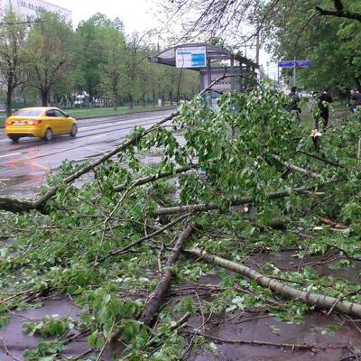 Из-за сильного ветра в Москве упали 37 деревьев, повреждены 11 машин