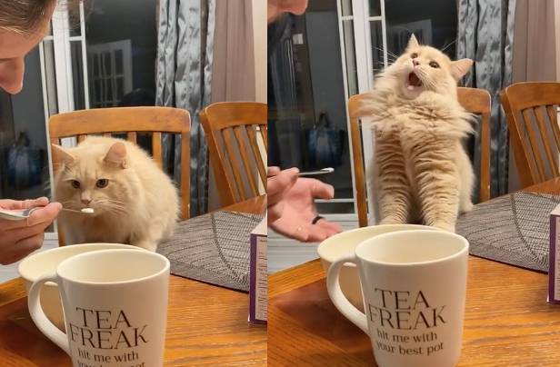 Видео реакции кота, впервые съевшего мороженое, набрало миллионы просмотров