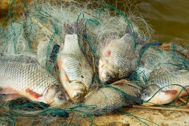 Житель Чувашии заплатит 5 тысяч рублей за браконьерскую ловлю рыбы