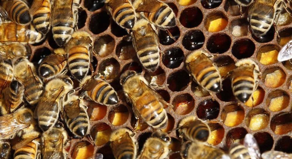 Эксперт назвал самую распространенную проблему гибели пчел