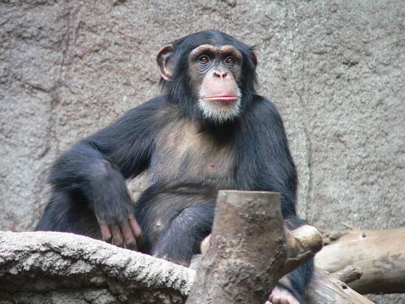 Ученые нашли кость в сердце шимпанзе в возрасте - Cursorinfo: главные новости Израиля