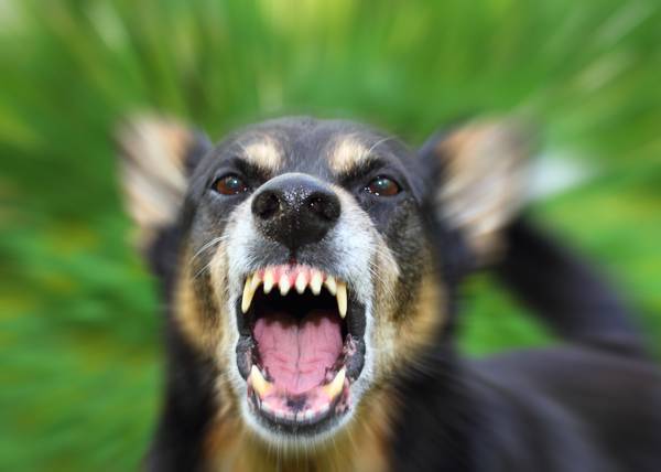 В Салехарде ищут агрессивную собаку, покусавшую за сутки семь человек