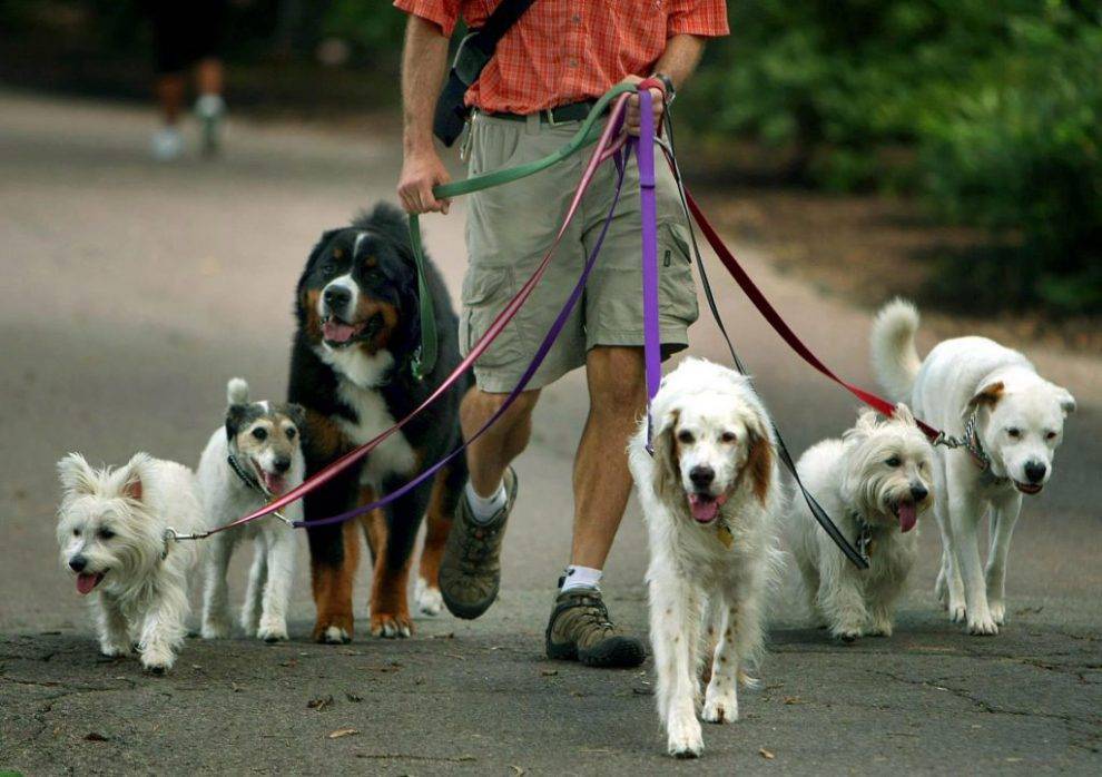 Жителей Удмуртии, выгуливающих собак в неположенном месте, будут штрафовать