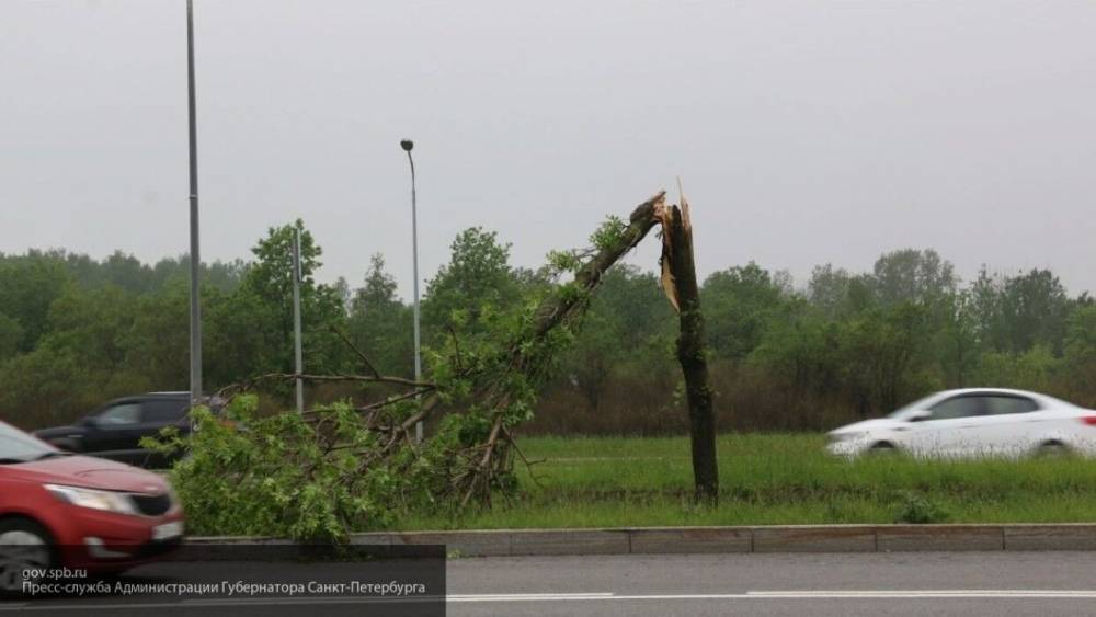 Мощный ураган повалил деревья и оставил Псковскую область без света