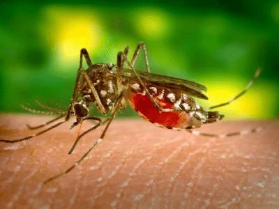 Во Франции придумали новый способ борьбы с комарами