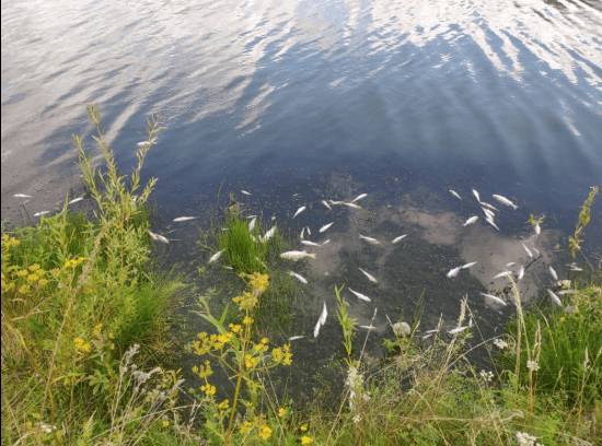 В Башкирии устанавливают причину гибели рыб в Аургазинском районе