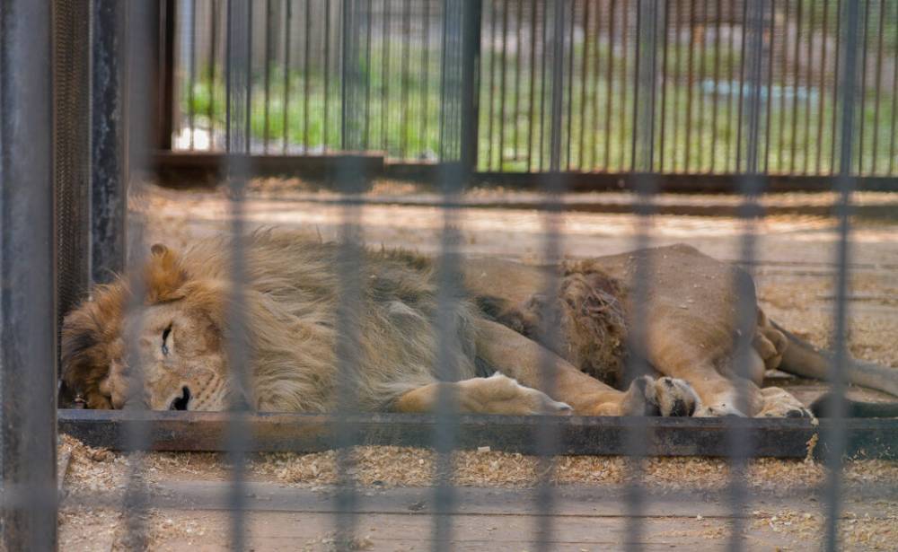 Одичавшие приморцы обидели в зоопарке льва