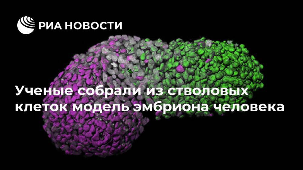 Ученые собрали из стволовых клеток модель эмбриона человека