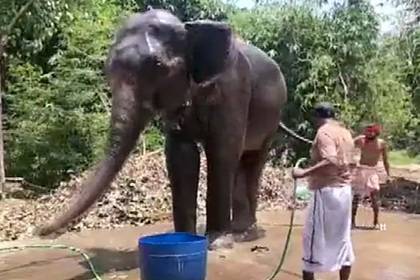 Мужчина завещал многомиллионное состояние спасшим ему жизнь слонам - lenta.ru - India - штат Бихар