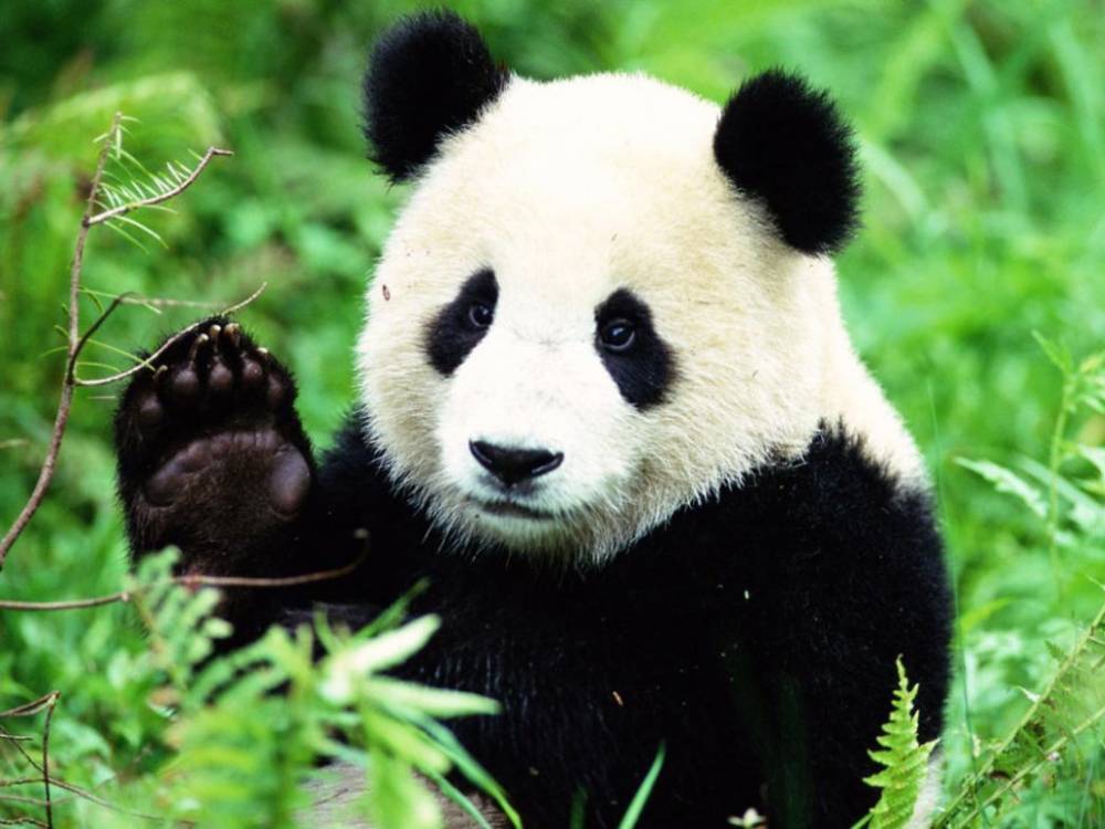 Пес или панда: Огромное животное на поводке удивило прохожих