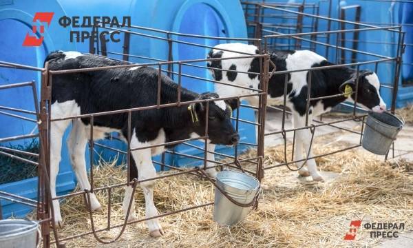 В Нижегородской области появится 18 современных животноводческих комплексов