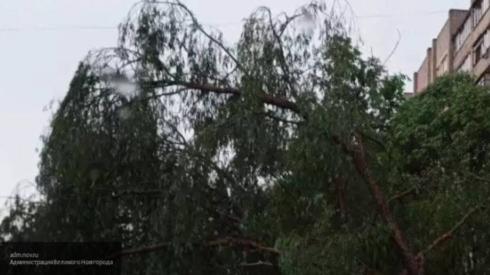 Ветер выкорчевал больше трехсот деревьев в Псковской области