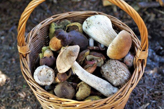 Эксперт: осенние грибы могут появиться в Подмосковье уже в июне