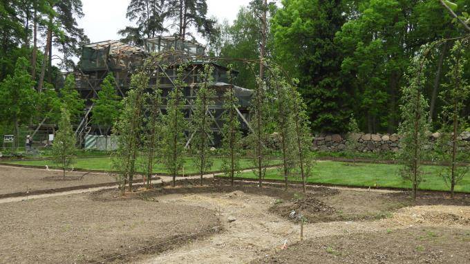 В парке "Монрепо" обустраивают топиарный сад