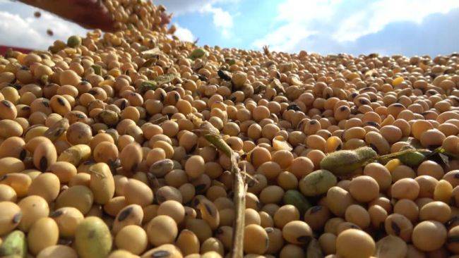 Соевая поддержка: производителям масличных культур выделят 3,75 млрд рублей