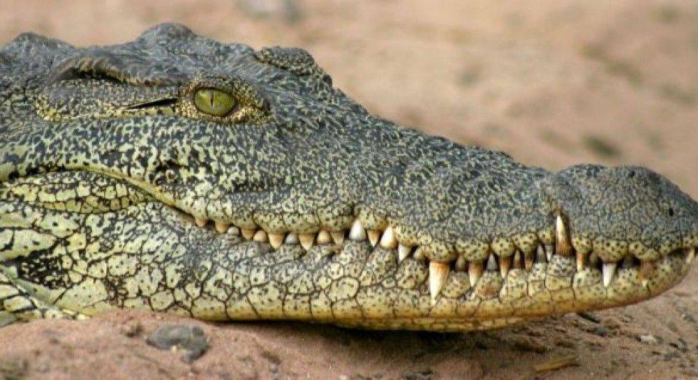 Ученые нашли следы древнего предка крокодилов, который ходил на двух ногах